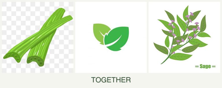 Can you plant celery, mint and sage together?
