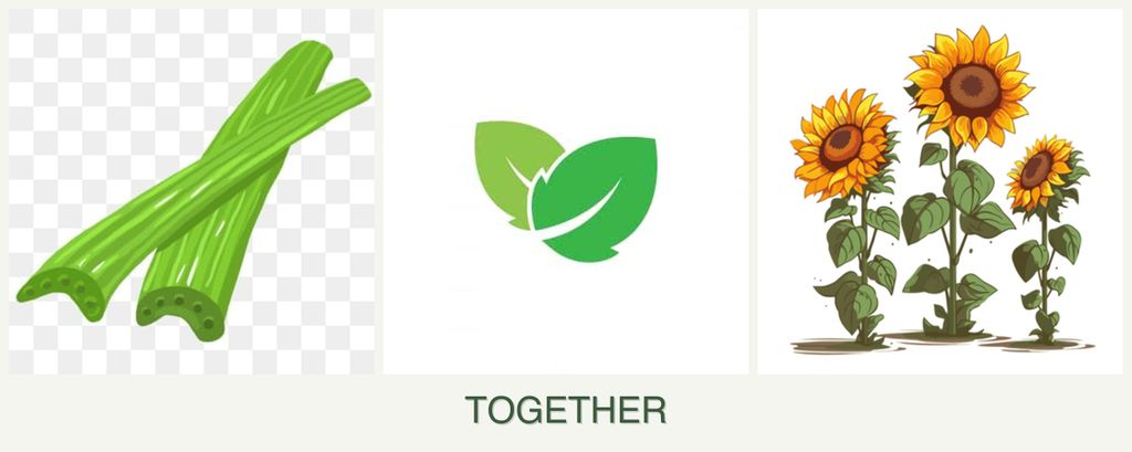 Can you plant celery, mint and sunflowers together?