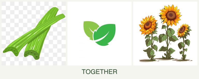 Can you plant celery, mint and sunflowers together?