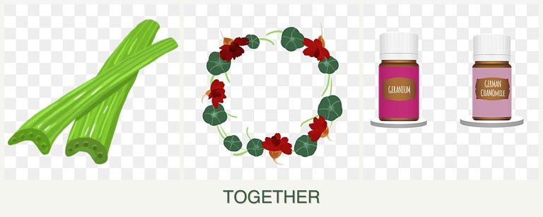 Can you plant celery, nasturtiums and geraniums together?