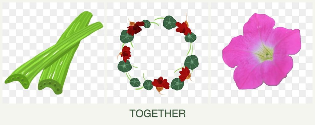 Can you plant celery, nasturtiums and petunias together?