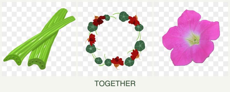 Can you plant celery, nasturtiums and petunias together?