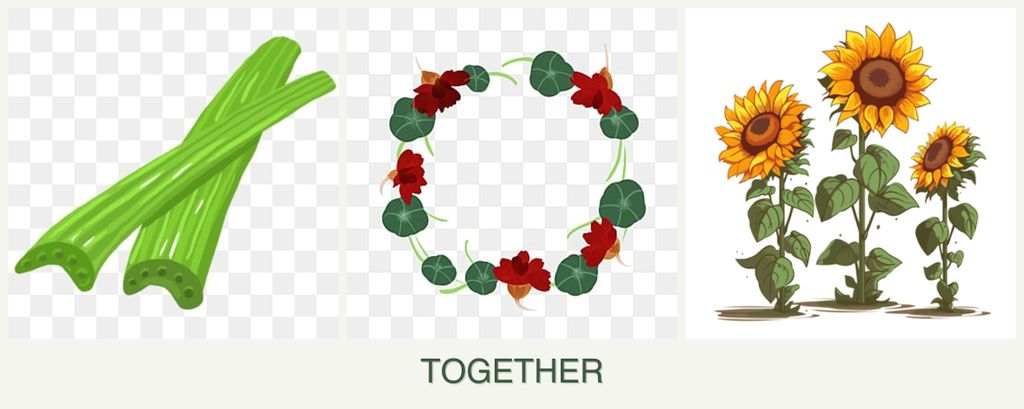 Can you plant celery, nasturtiums and sunflowers together?