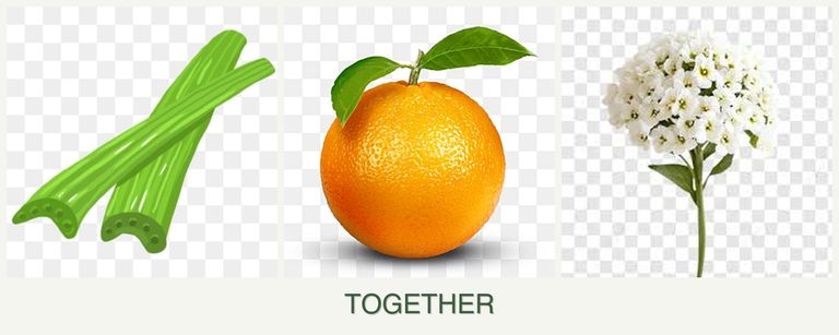 Can you plant celery, oranges and alyssum together?