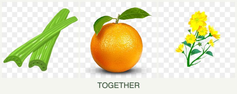 Can you plant celery, oranges and calendula together?