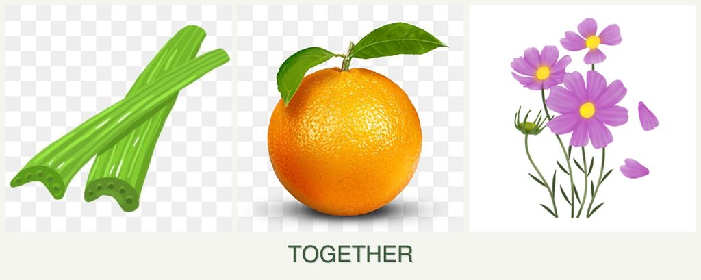 Can you plant celery, oranges and cosmos together?