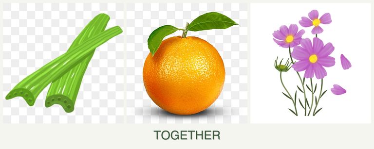 Can you plant celery, oranges and cosmos together?