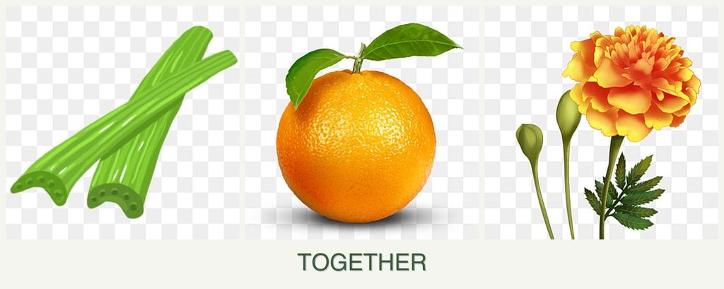 Can you plant celery, oranges and marigolds together?
