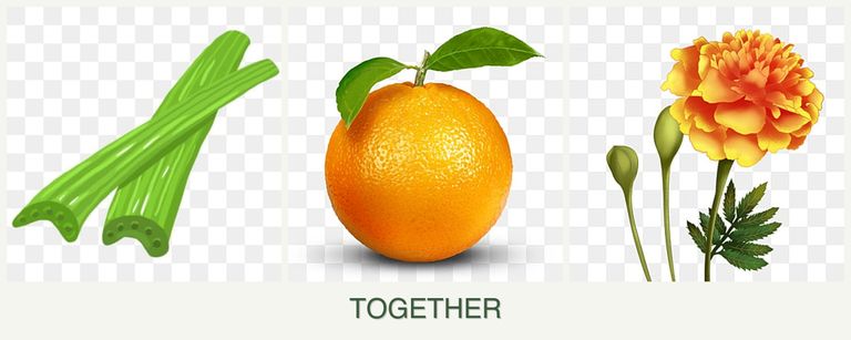 Can you plant celery, oranges and marigolds together?