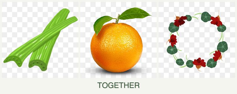 Can you plant celery, oranges and nasturtiums together?