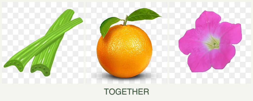 Can you plant celery, oranges and petunias together?