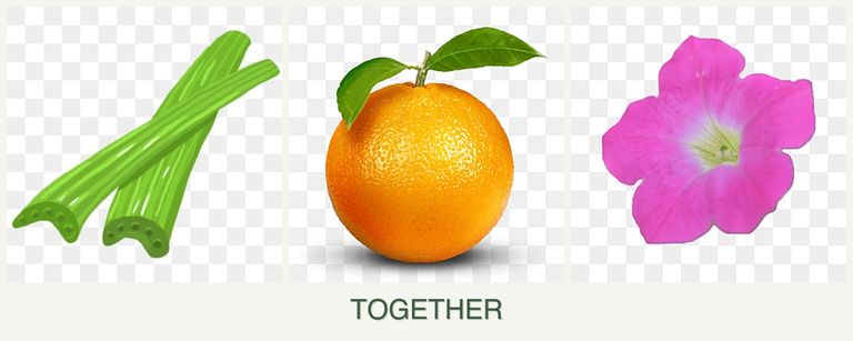 Can you plant celery, oranges and petunias together?