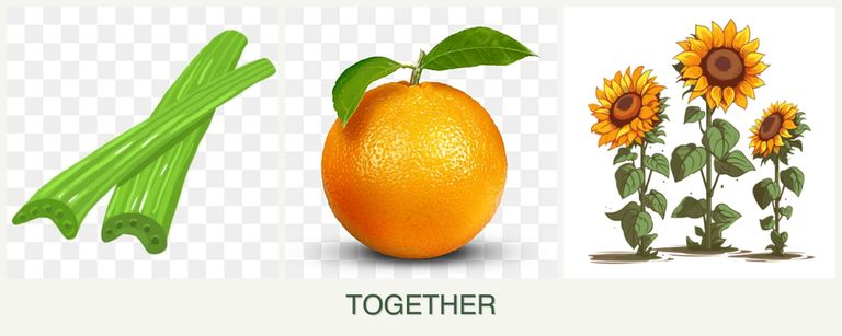 Can you plant celery, oranges and sunflowers together?