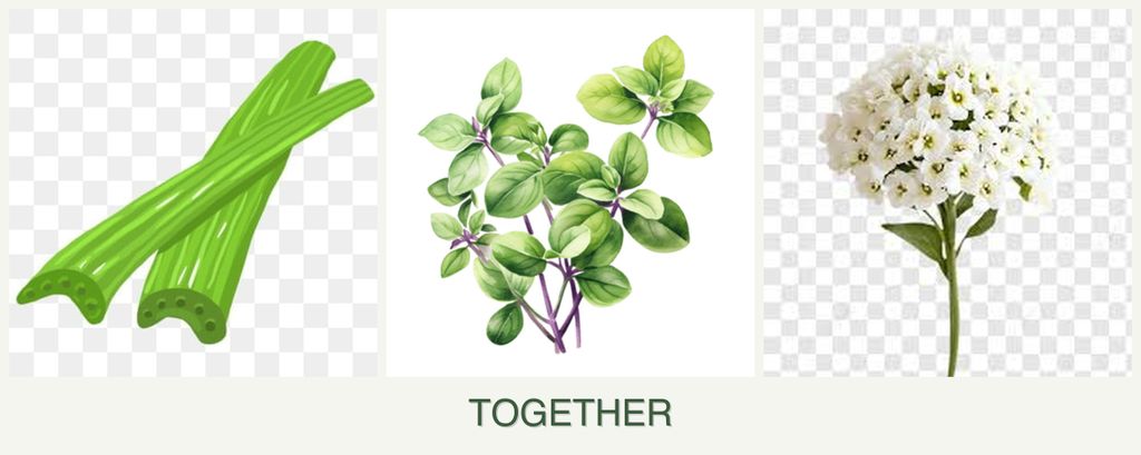 Can you plant celery, oregano and alyssum together?