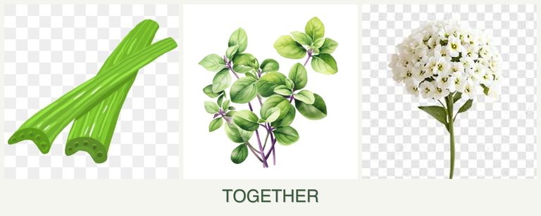 Can you plant celery, oregano and alyssum together?
