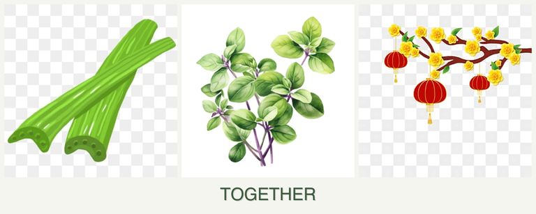 Can you plant celery, oregano and apricots together?