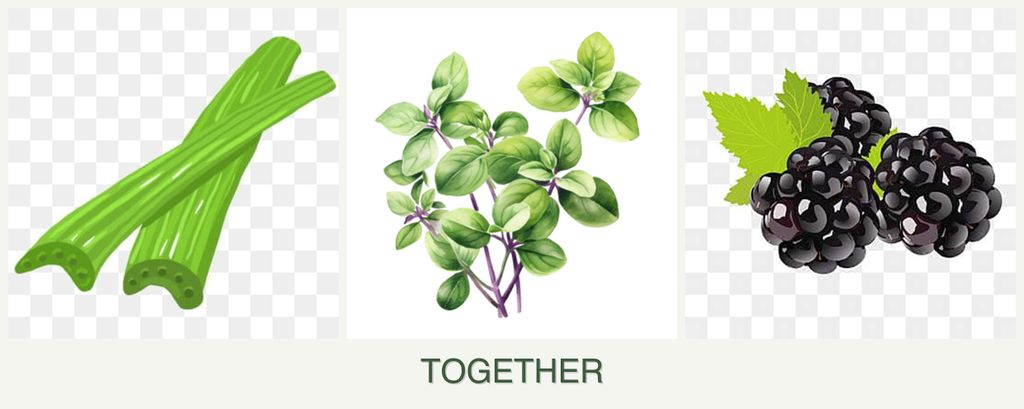 Can you plant celery, oregano and blackberries together?