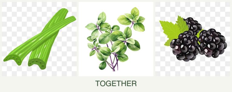 Can you plant celery, oregano and blackberries together?