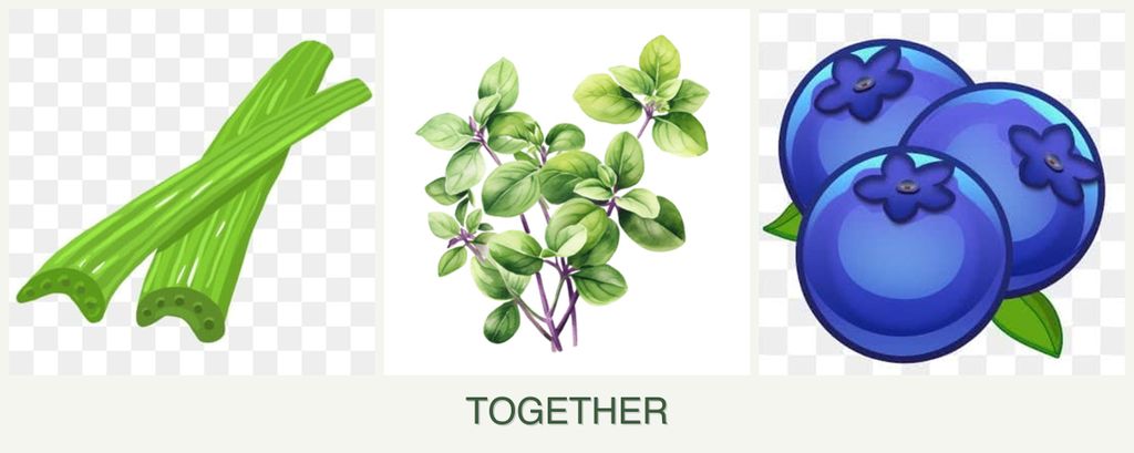 Can you plant celery, oregano and blueberries together?