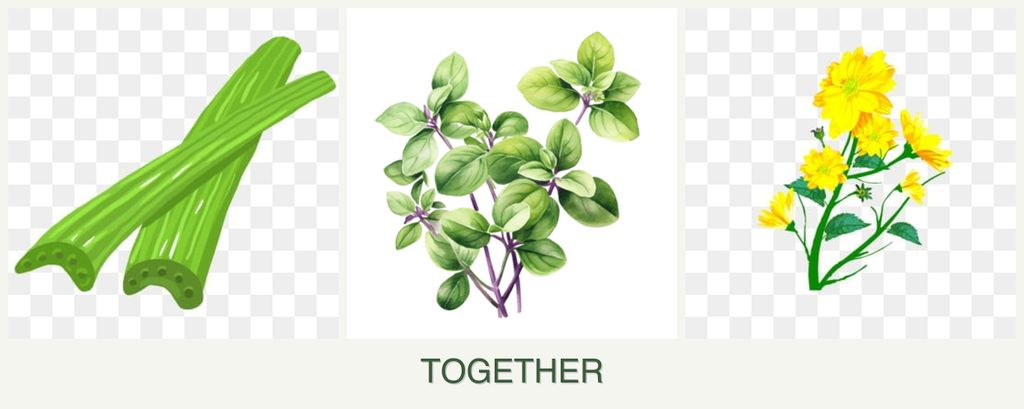 Can you plant celery, oregano and calendula together?