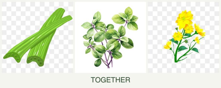 Can you plant celery, oregano and calendula together?