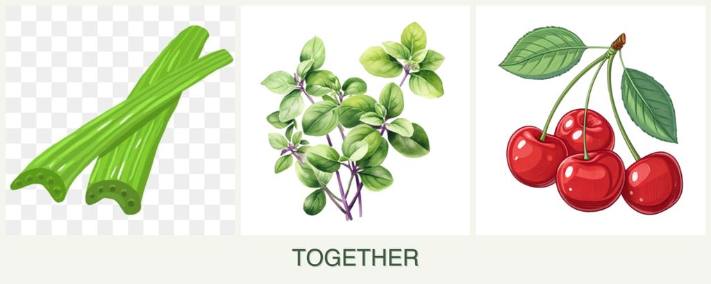Can you plant celery, oregano and cherries together?