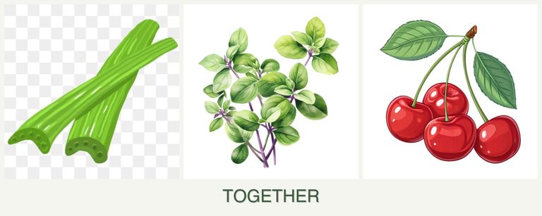Can you plant celery, oregano and cherries together?