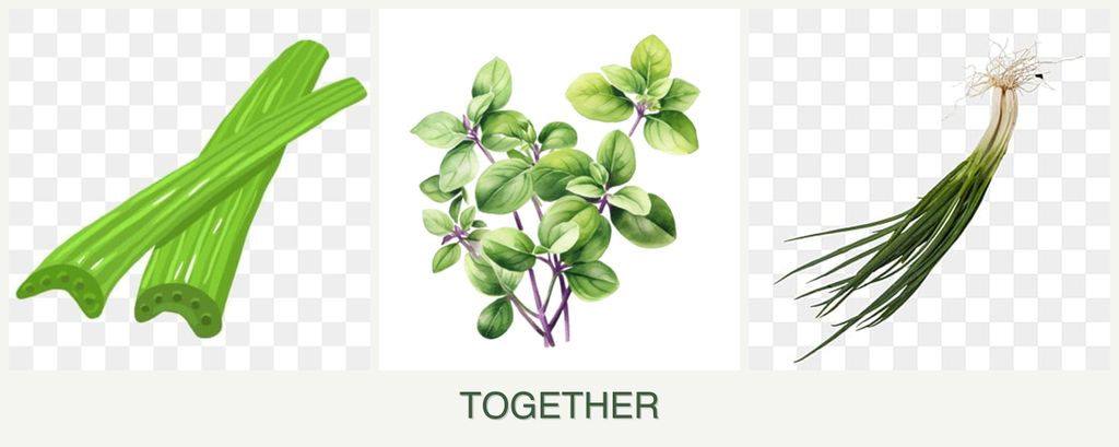 Can you plant celery, oregano and chives together?