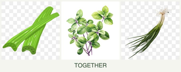 Can you plant celery, oregano and chives together?