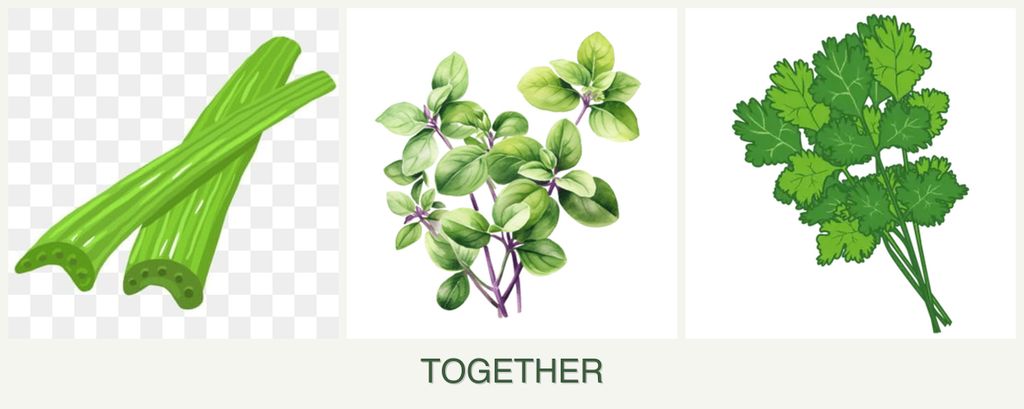 Can you plant celery, oregano and cilantro together?