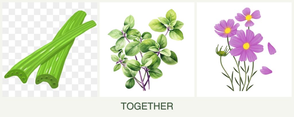 Can you plant celery, oregano and cosmos together?