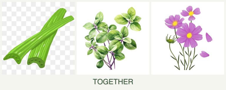 Can you plant celery, oregano and cosmos together?