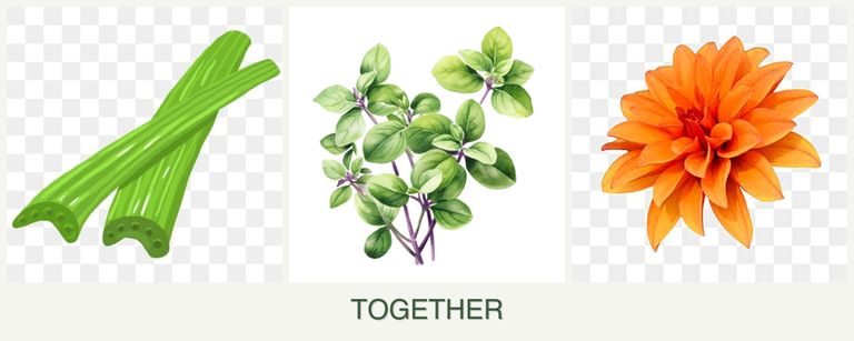Can you plant celery, oregano and dahlias together?