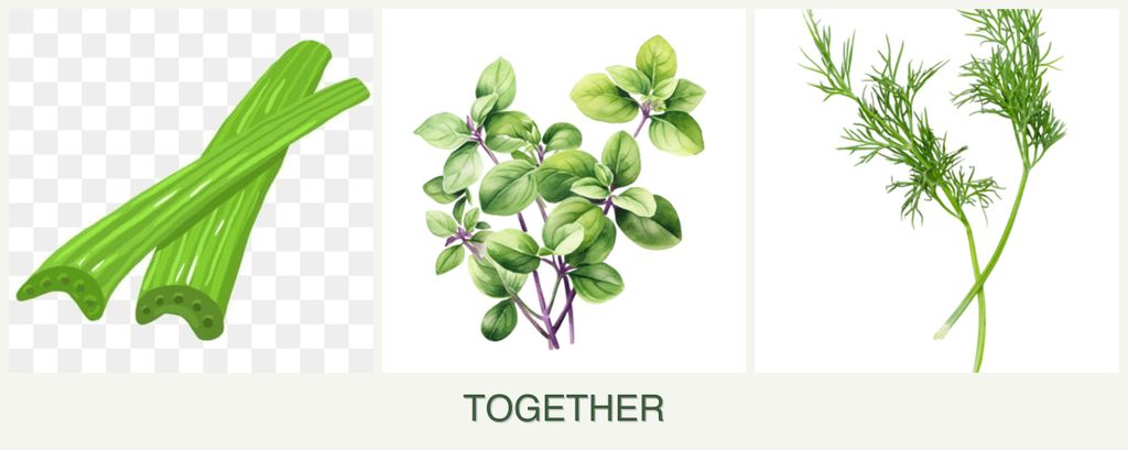 Can you plant celery, oregano and dill together?
