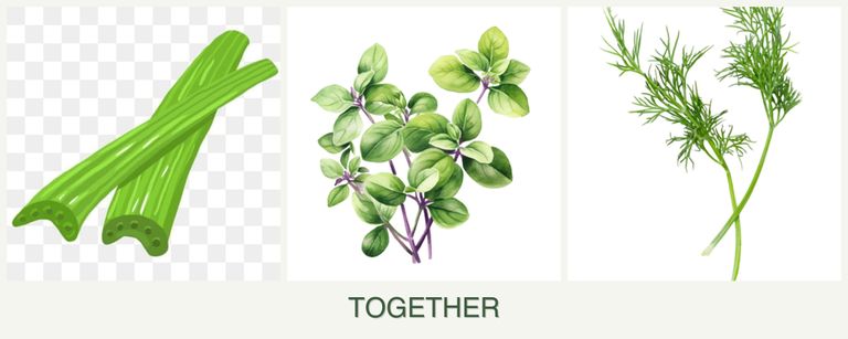 Can you plant celery, oregano and dill together?