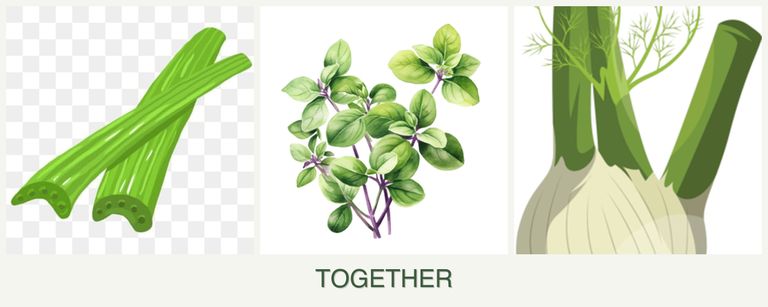 Can you plant celery, oregano and fennel together?