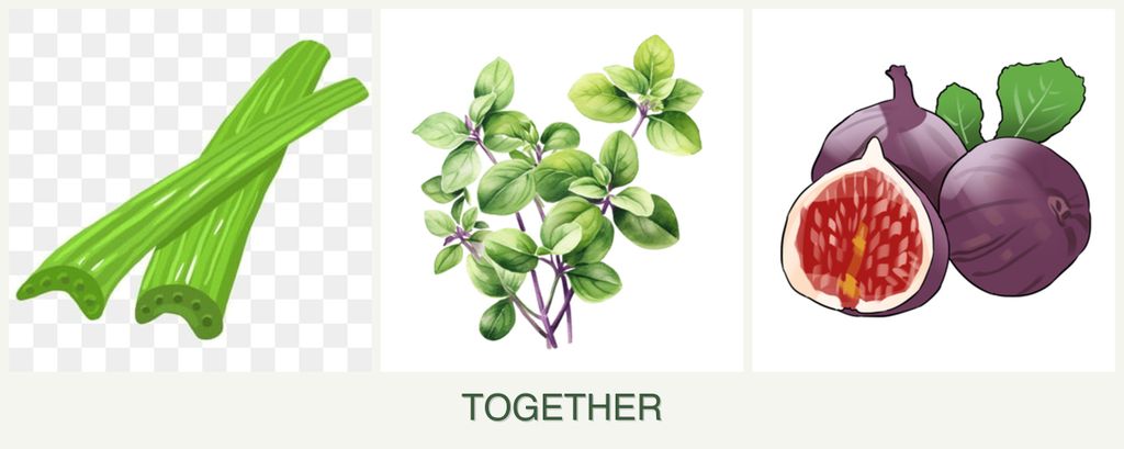 Can you plant celery, oregano and figs together?