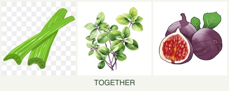 Can you plant celery, oregano and figs together?