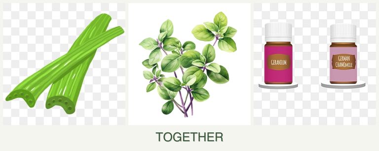 Can you plant celery, oregano and geraniums together?