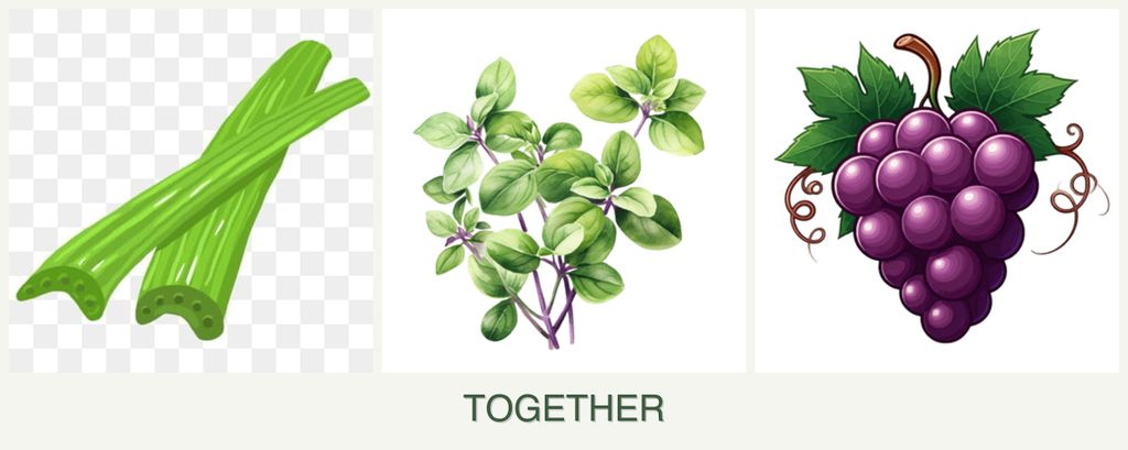 Can you plant celery, oregano and grapes together?