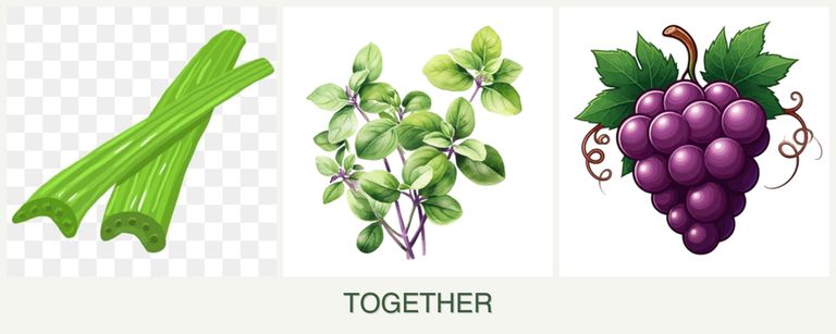 Can you plant celery, oregano and grapes together?
