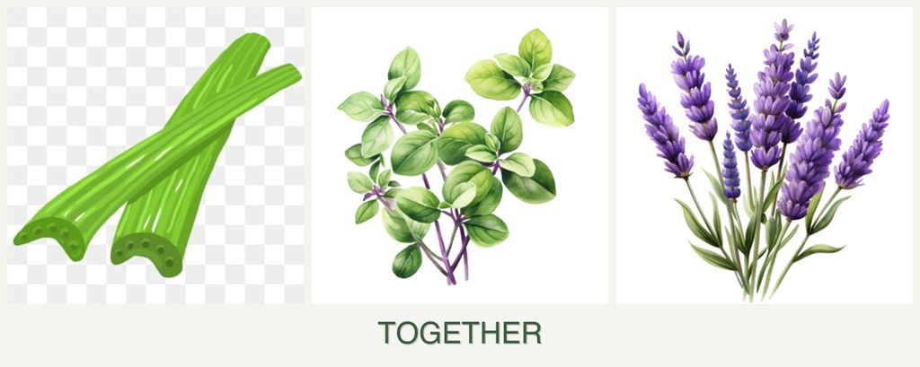 Can you plant celery, oregano and lavender together?