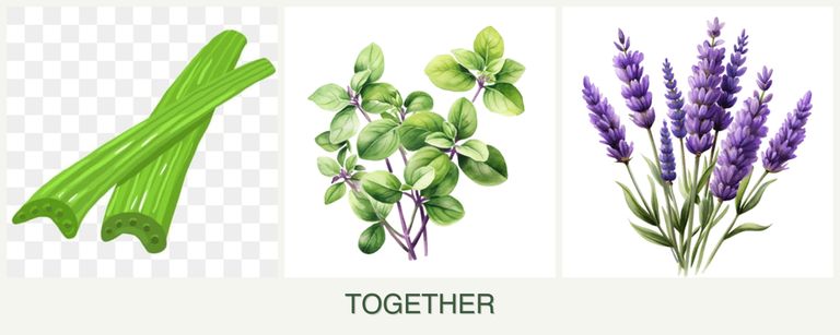 Can you plant celery, oregano and lavender together?