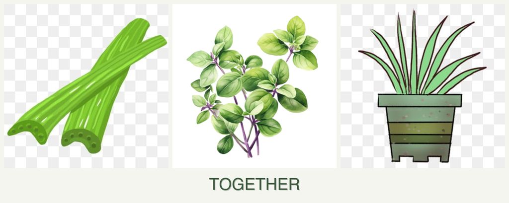 Can you plant celery, oregano and lemongrass together?