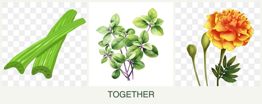 Can you plant celery, oregano and marigolds together?