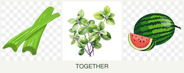 Can you plant celery, oregano and melons together?
