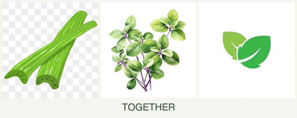 Can you plant celery, oregano and mint together?