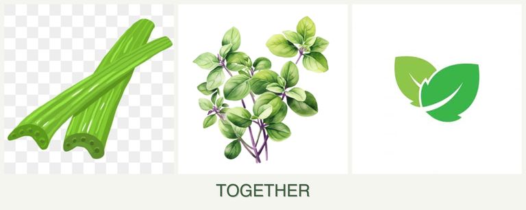 Can you plant celery, oregano and mint together?