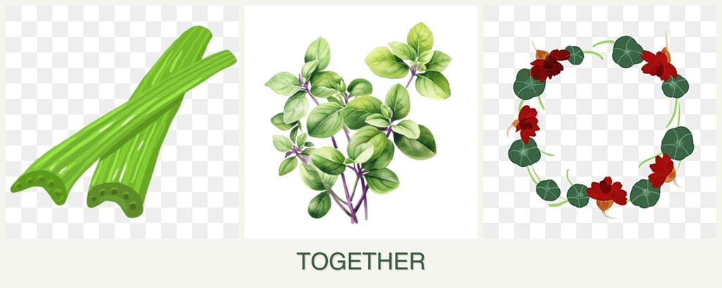 Can you plant celery, oregano and nasturtiums together?