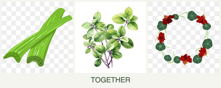 Can you plant celery, oregano and nasturtiums together?